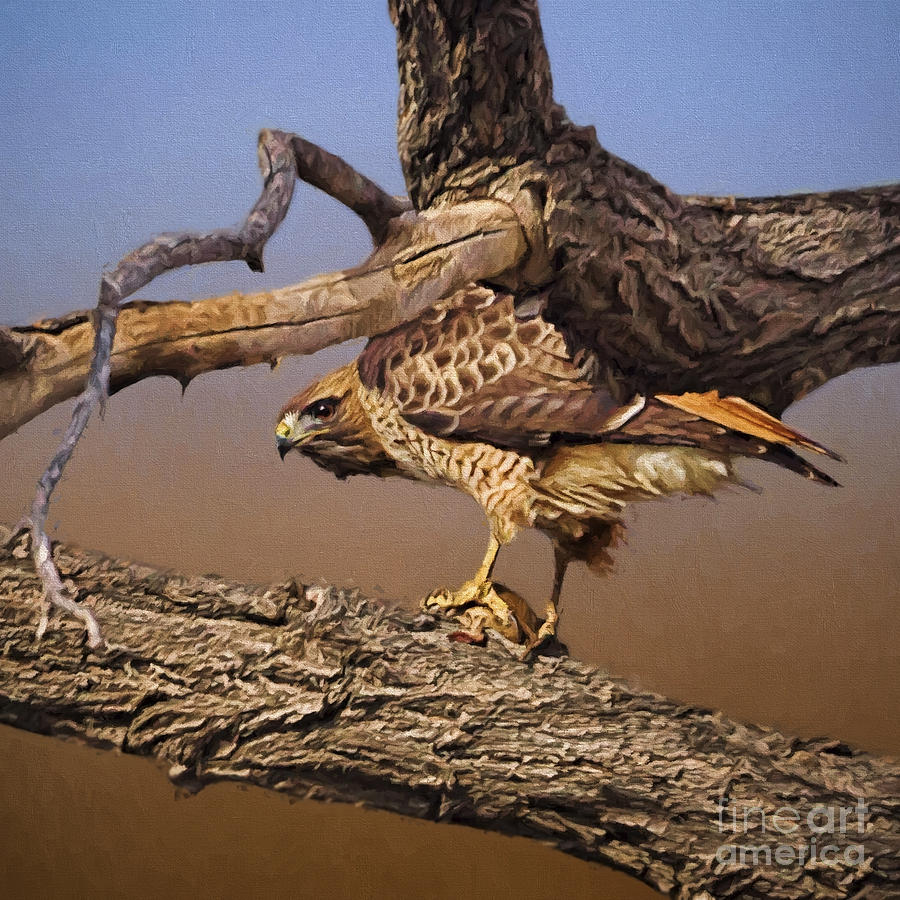 Red-tailed Hawk Guards His Dinner Photograph