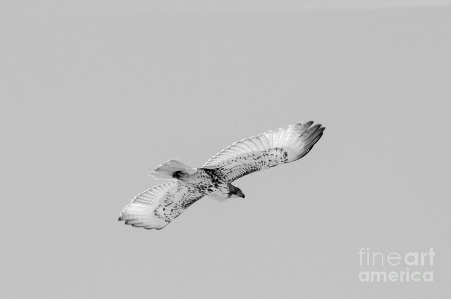 Wildlife Photograph - Redtail Hawk in Flight by Rachel Hersh
