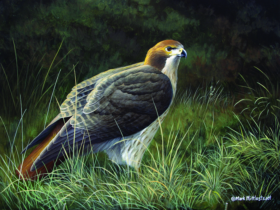 Hawk Painting - Redtail Hawk by Mark Mittlesteadt