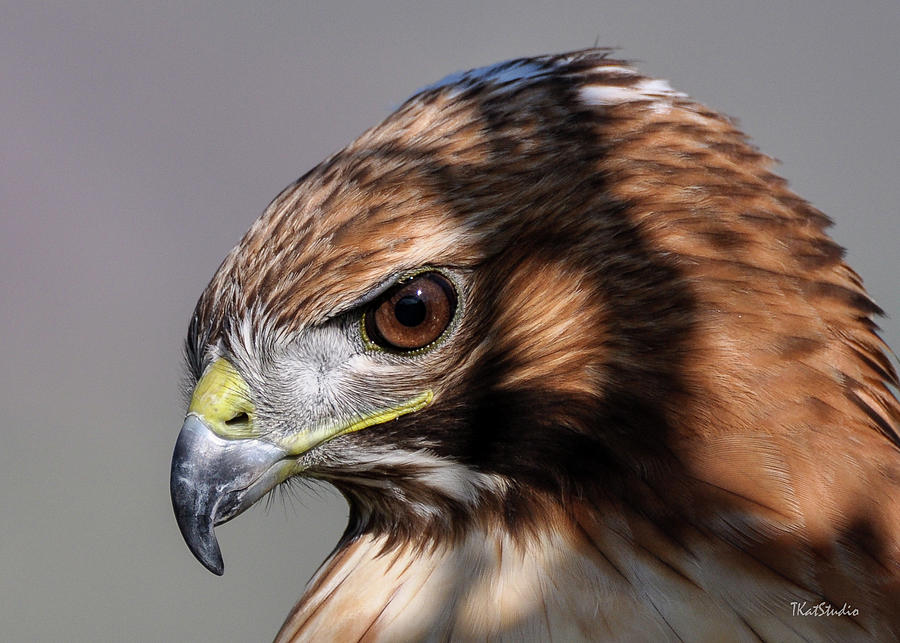Redtail Hawk Photograph by Tim Kathka