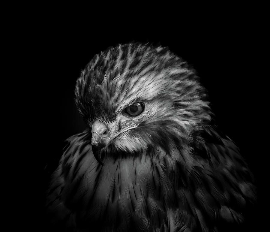 Hawk Photograph - Redtail Hawk  by Victor Hiltz