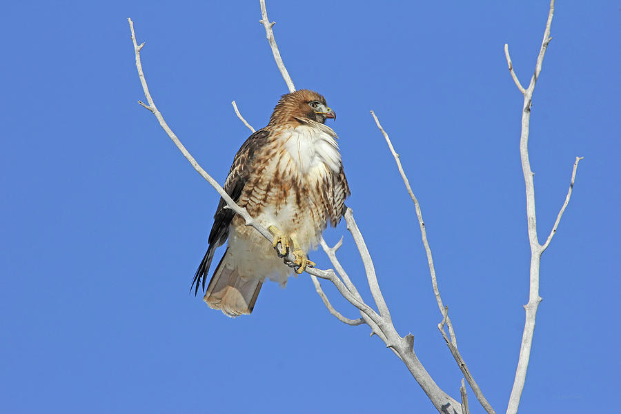 Redtail Hawk Waiting Photograph by Jennie Marie Schell