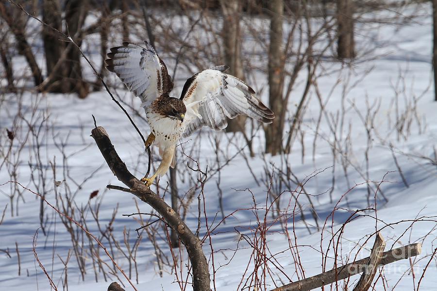 RedTail Landing Photograph by Teresa McGill - Fine Art America