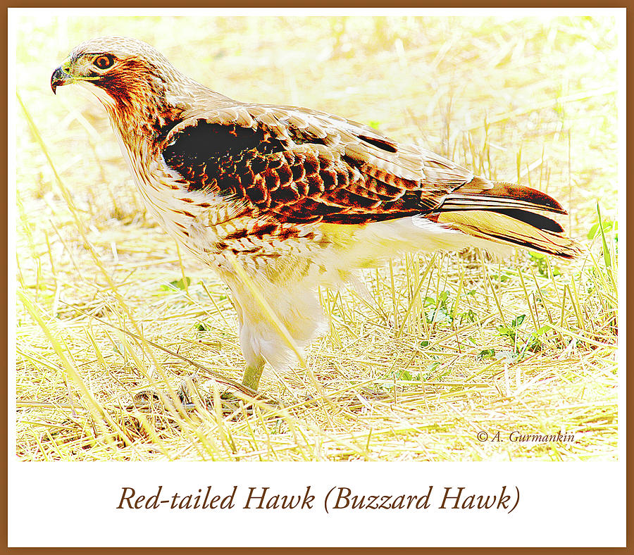 Redtailed Hawk in a Field Photograph by A Macarthur Gurmankin