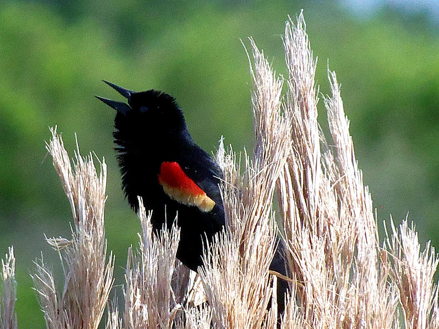 Redwing Blackbird 002 Photograph by Christopher Mercer