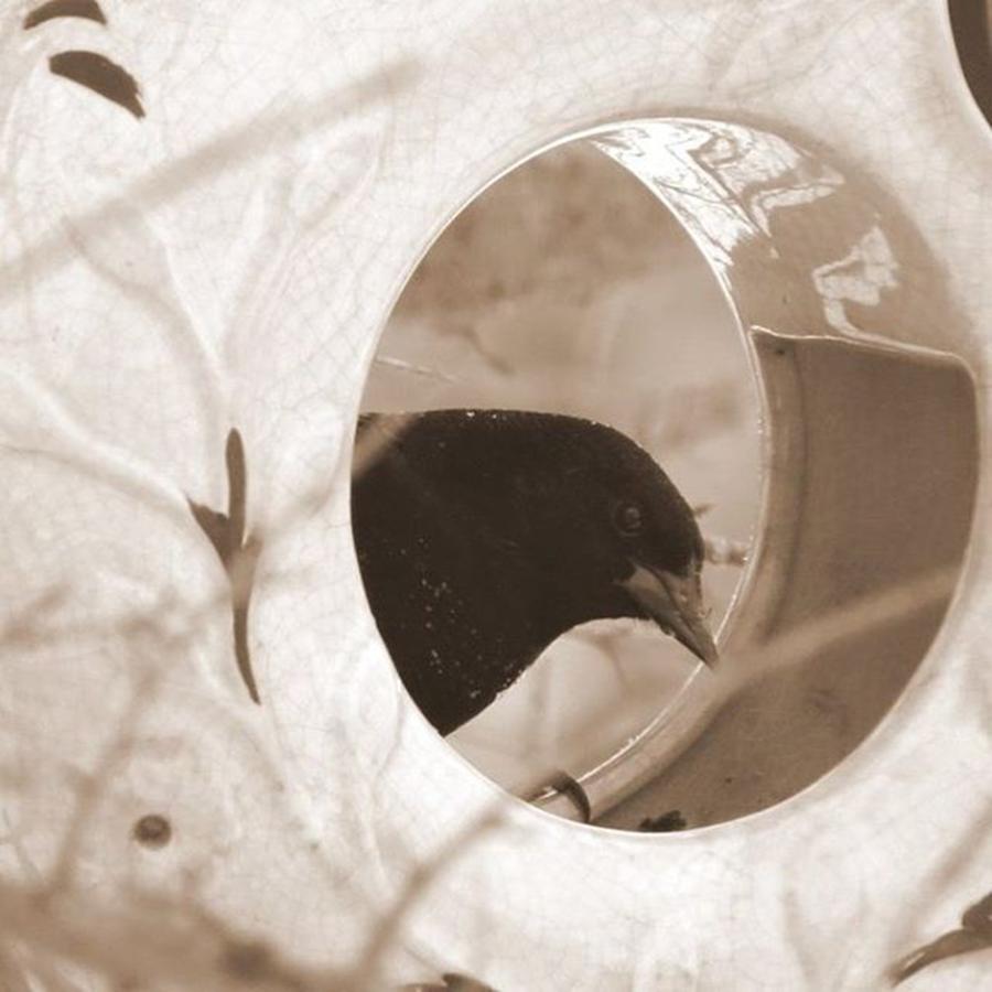 Sepia Photograph - Redwing Blackbird Looking Through  By by Tammy Finnegan