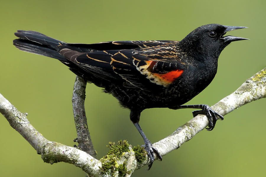 Summer Photograph - Redwing Blackbird by Mark Hryciw