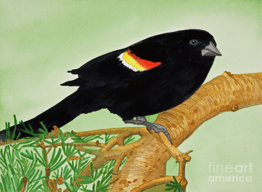 Redwing Blackbird Painting by Norma Appleton