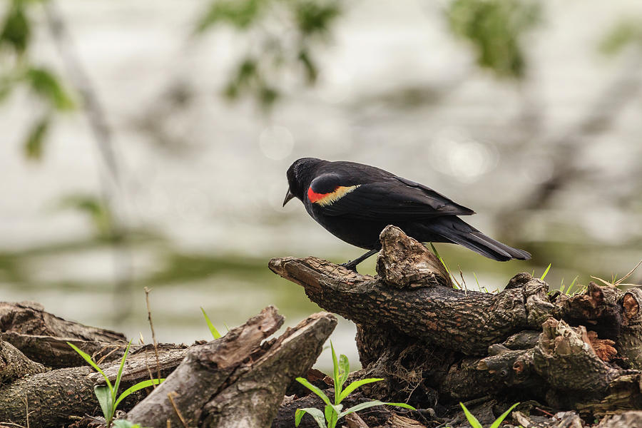 Redwing Blackbird on the Lookout Photograph by Joni Eskridge