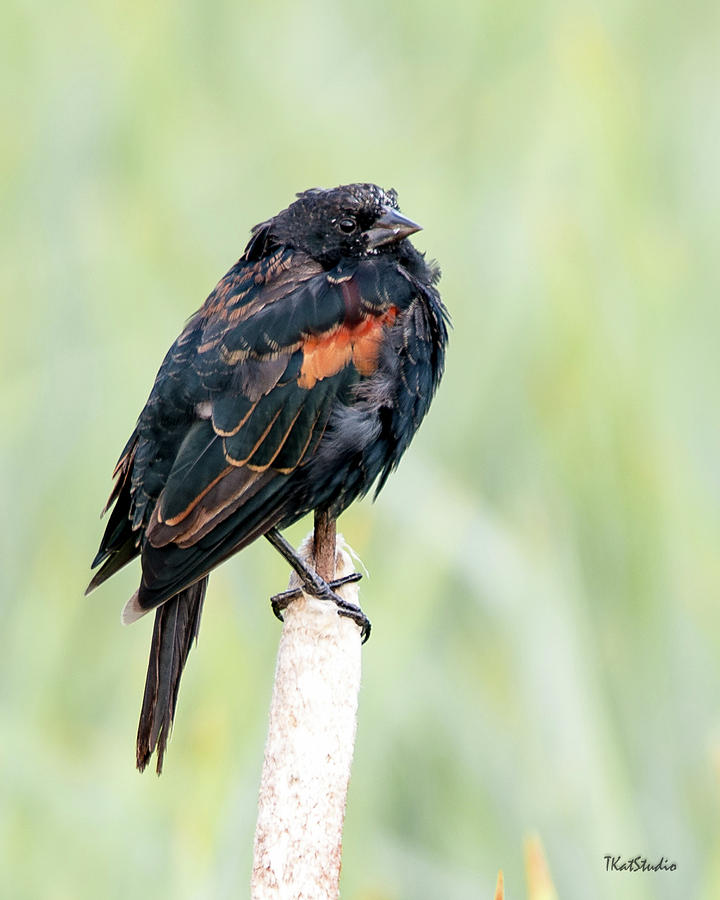 Redwing Blackbird Photograph by Tim Kathka