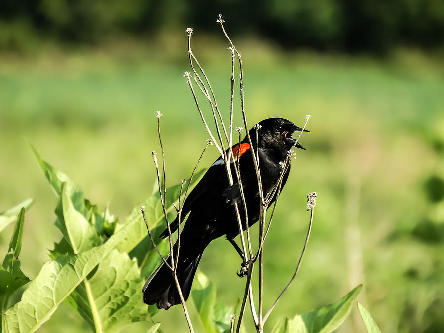 Bird Photograph - Redwing Blackbird Warning Cry by Cynthia Woods