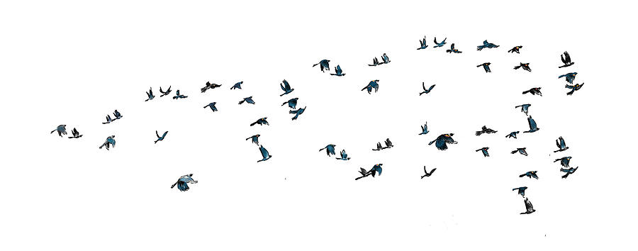 Redwing Blackbirds in Flight Digital Art by Thomas Hamm