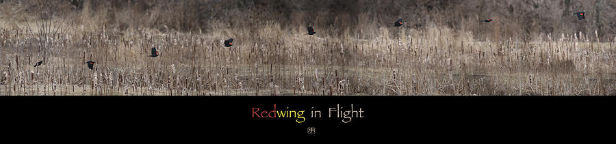 Redwing in Flight Photograph by John Meader
