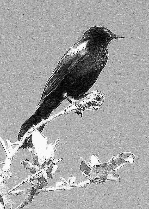 Redwing Monochrome Photograph by T Guy Spencer