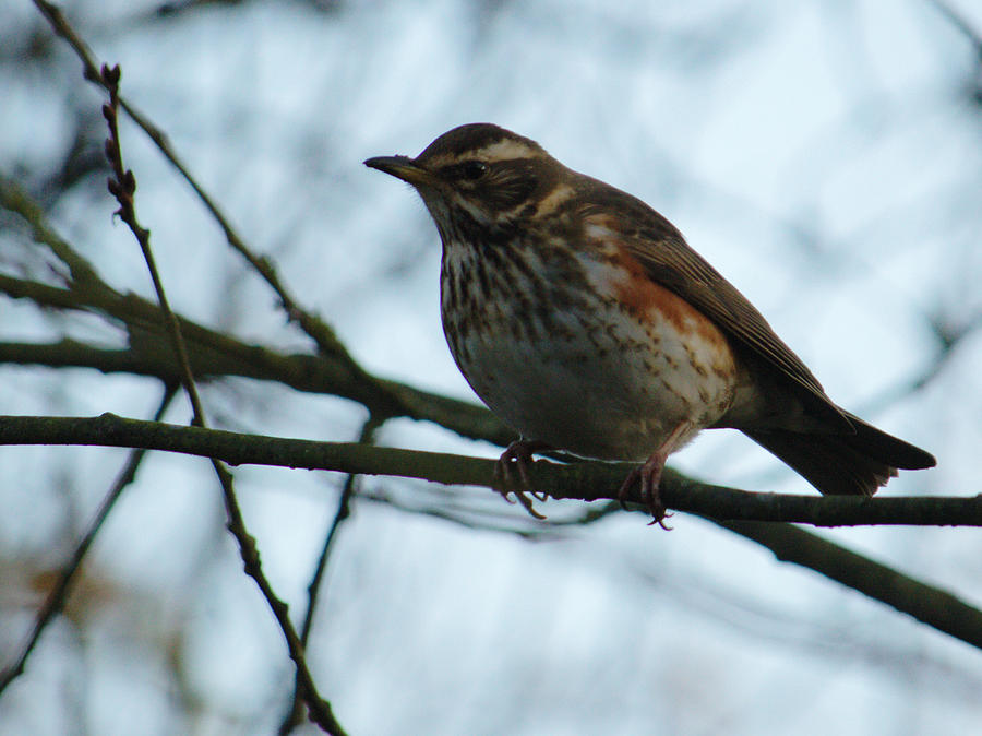 Redwing Perched Photograph by Adrian Wale