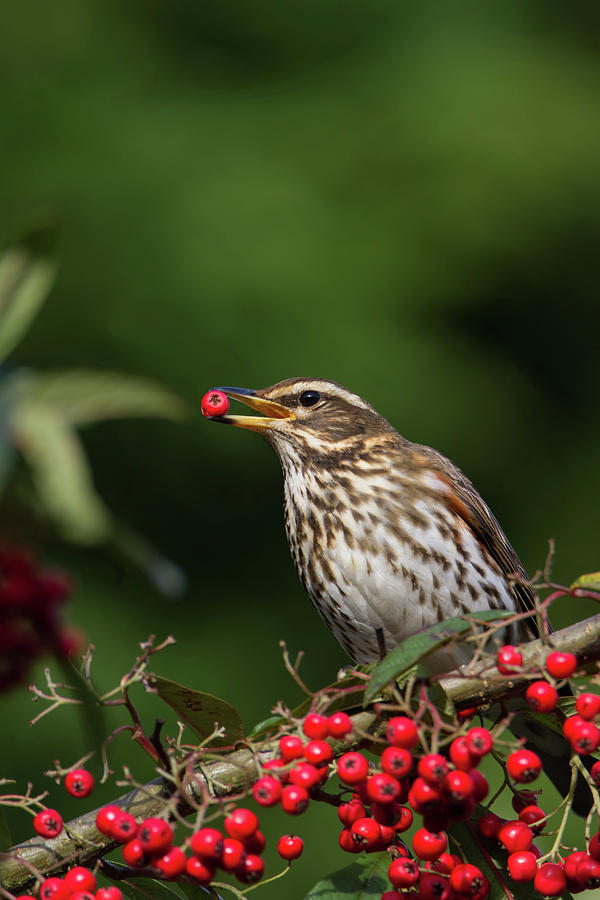 Redwing With Berry Photograph by Pete Walkden