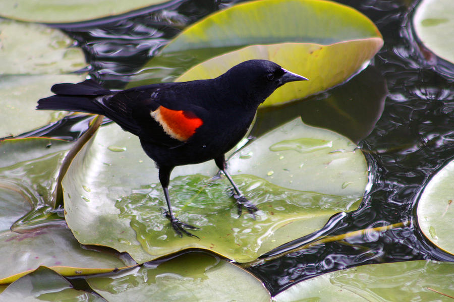 Redwinged black bird on a lily pad Photograph by Nick Gustafson