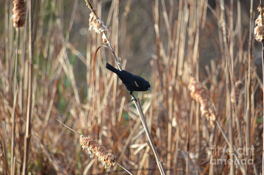 Redwinged Blackbird at Dawn Photograph by Maria Urso
