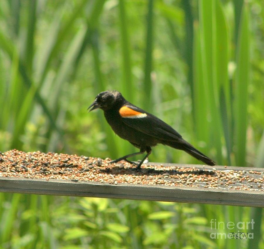 Redwinged Blackbird Photograph by Barbara S Nickerson