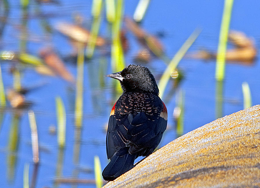 Redwinged Blackbird Photograph by Kenneth Albin