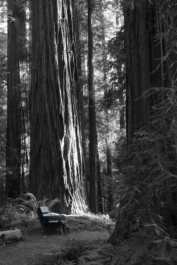 Redwood Bench Photograph by Dylan Punke