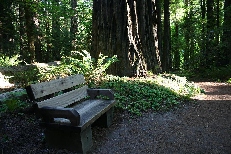 Redwood Bench II Photograph by Dylan Punke