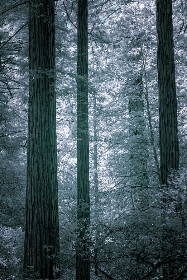 Redwood Blues Photograph by Alan Kepler