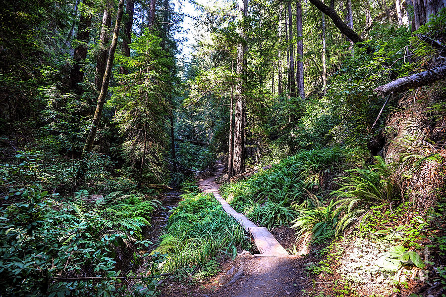 Redwood Boardwalk_8751 Photograph by Baywest Imaging - Fine Art America