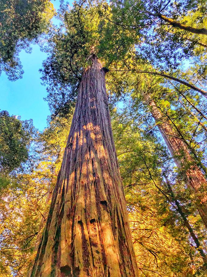 Redwood Photograph by Bonnie Bruno