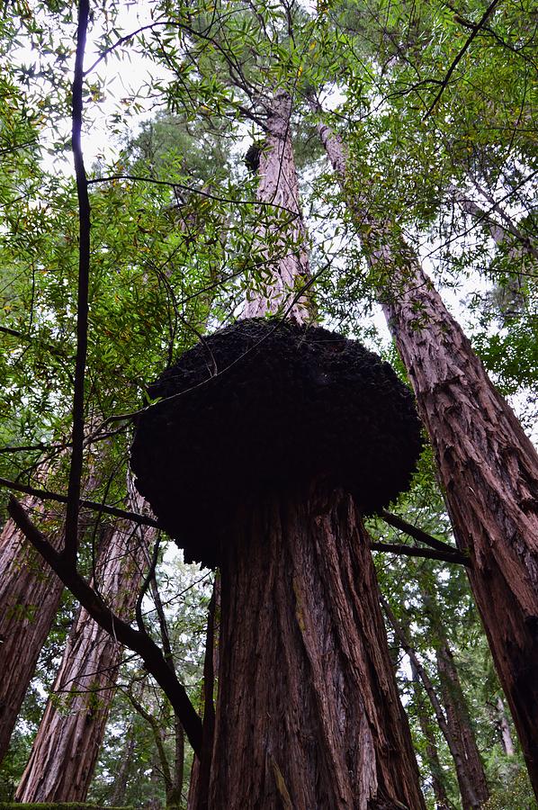 Tree Photograph - Redwood Burl at Muir Woods California by Warren Thompson