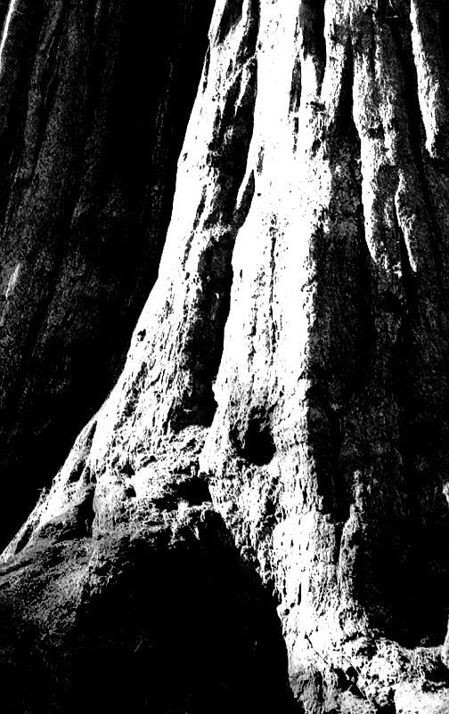 Nature Photograph - Redwood Butress BW by Chris Gudger