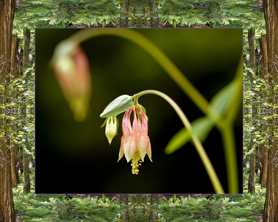 Redwood Columbine Photograph by Bell And Todd