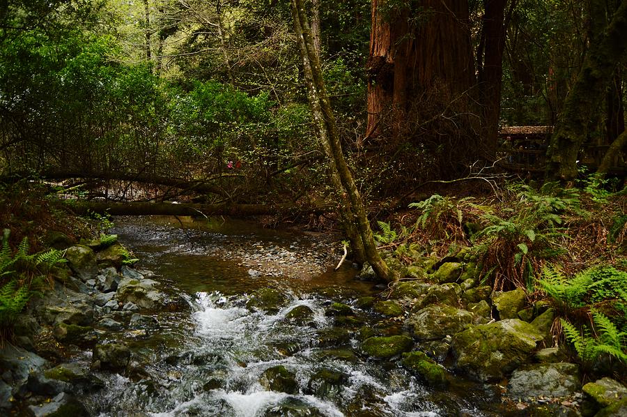 Redwood Creek at Muir Woods Photograph by Warren Thompson
