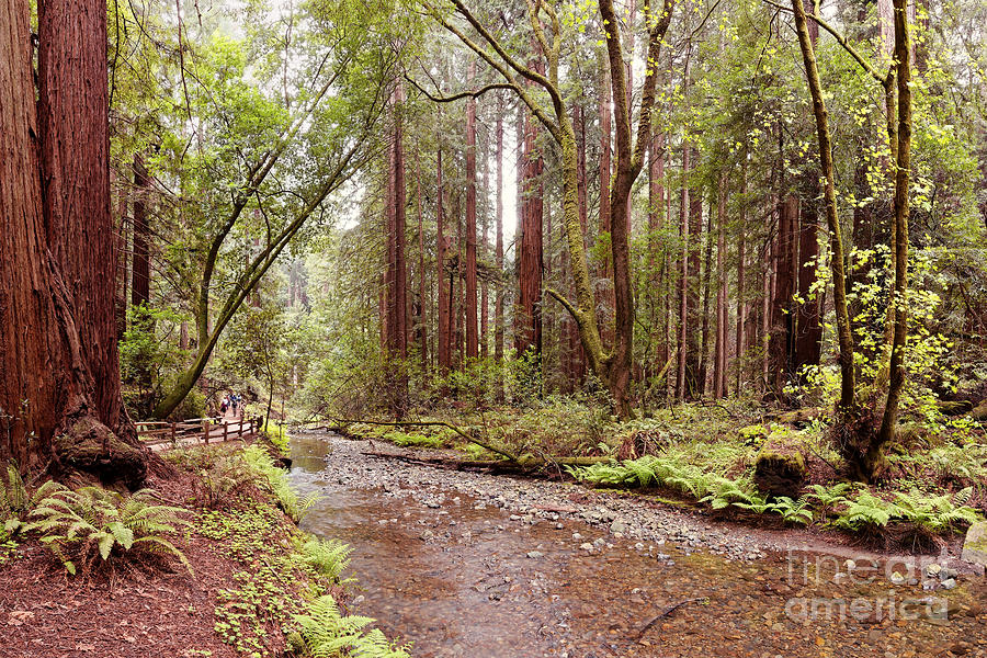 Redwood Creek Peacefully Flowing through Muir Woods National Monument - Marin County California Photograph by Silvio Ligutti