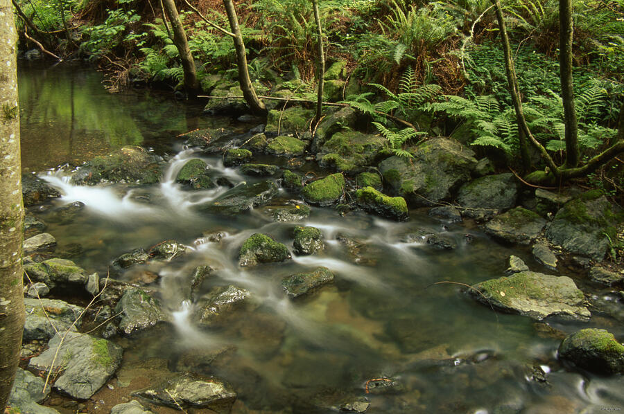 Redwood Creek Photograph By Soli Deo Gloria Wilderness And Wildlife ...