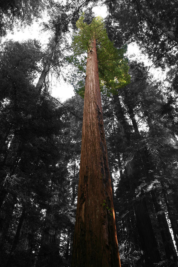 Unique Photograph - Redwood by Dylan Punke