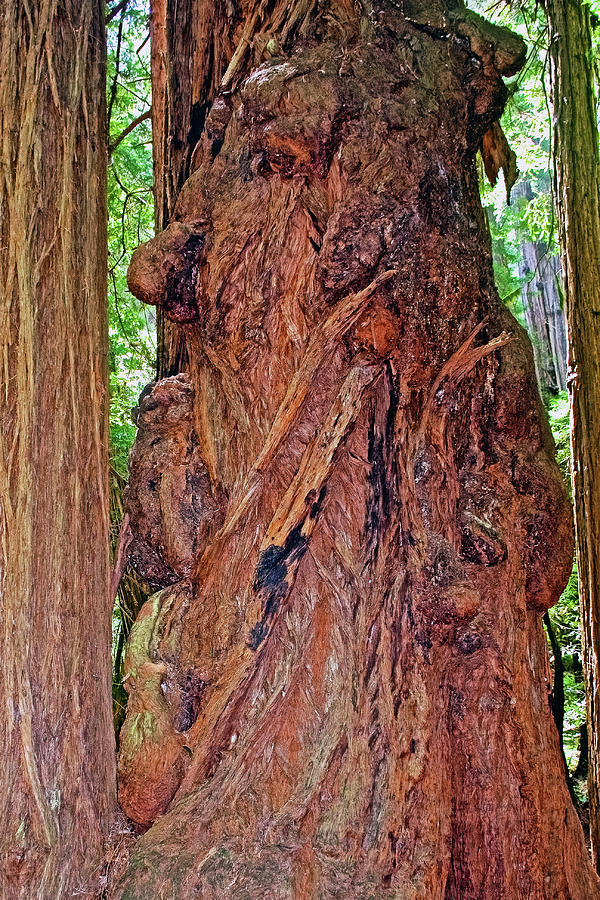 Redwood Face in Cathedral Grove  in Muir Woods National Monument, California Photograph by Ruth Hager