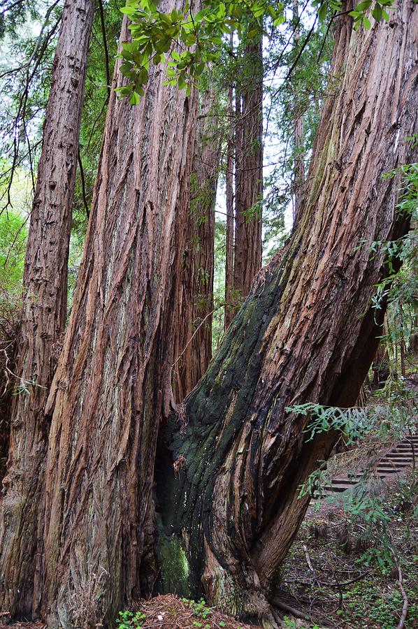 Redwood Family Photograph by Warren Thompson