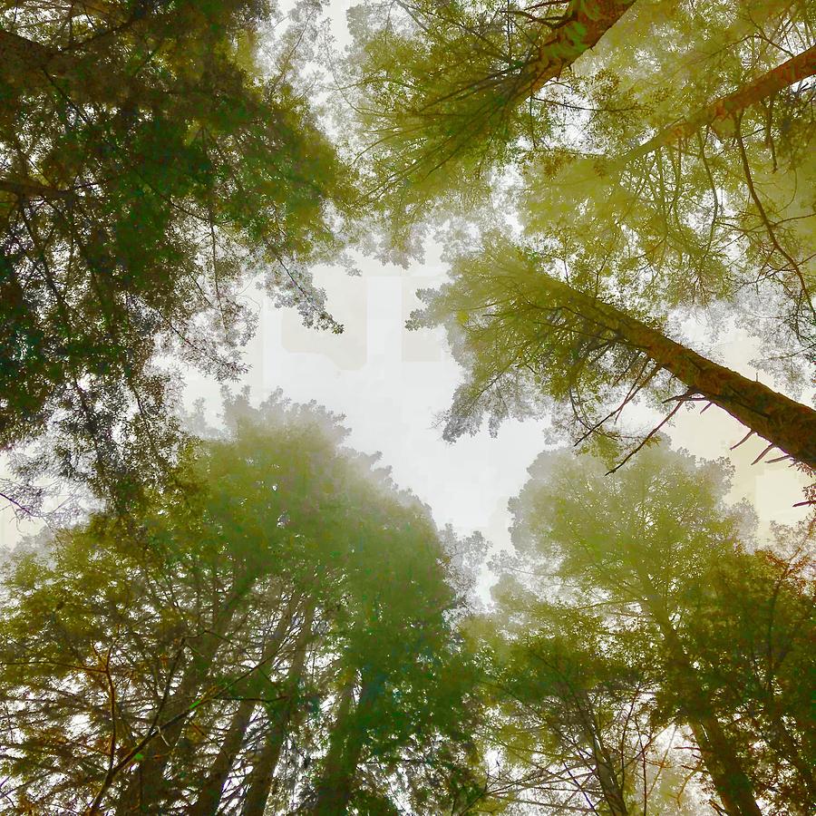 Redwood Fog Photograph