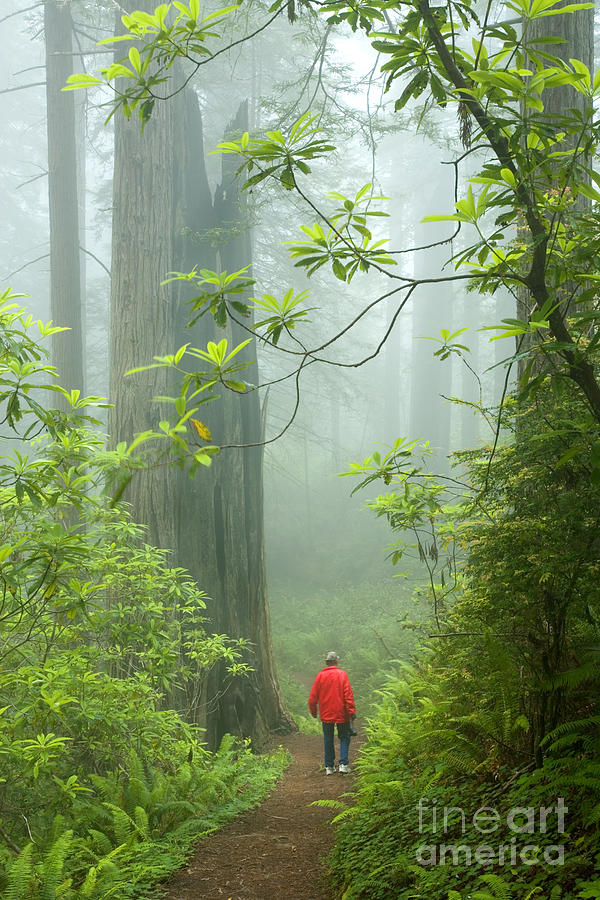 Redwood Foggy Forest, Hiker On Trail Photograph by Inga Spence