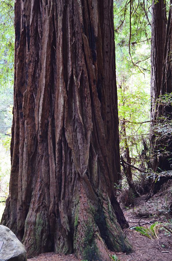 Redwood Footprint from Muir Woods Photograph by Warren Thompson