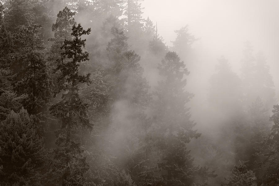 Tree Photograph - Redwood Forest Atmospherics by Steve Gadomski