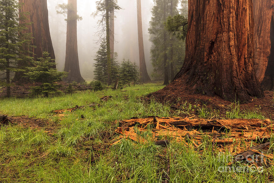 Redwood Forest Photograph by Ben Graham