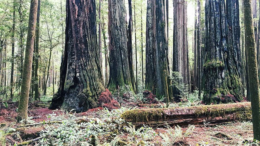 Redwood Forest Photograph by Bonnie Bruno