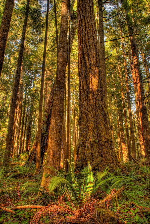 Redwood Forest Photograph by Don Wolf