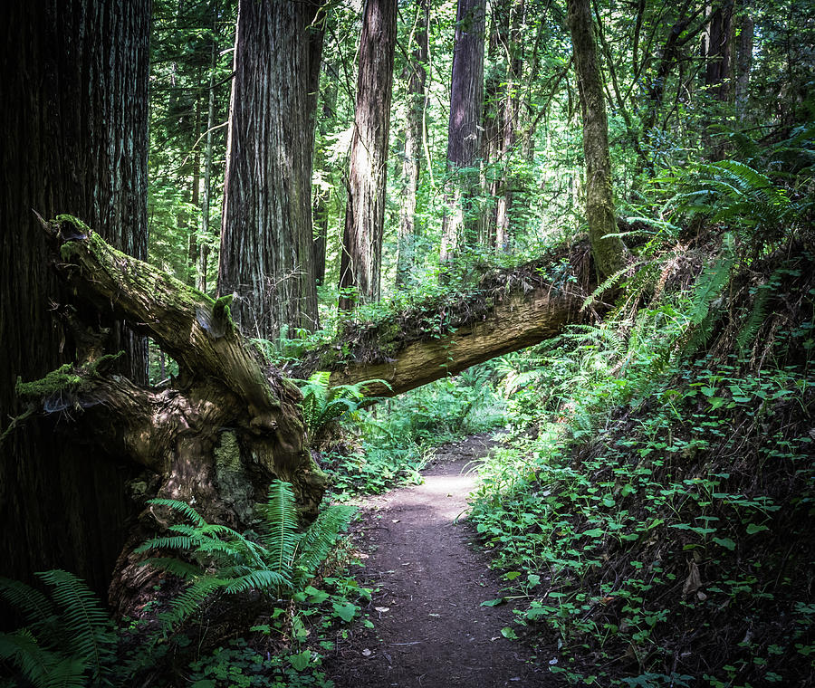 Redwood Forest Photograph by Elaine Webster