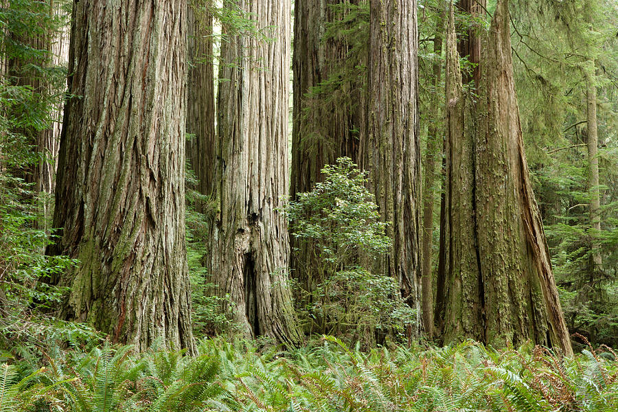 Redwood Forest Photograph by Eric Foltz