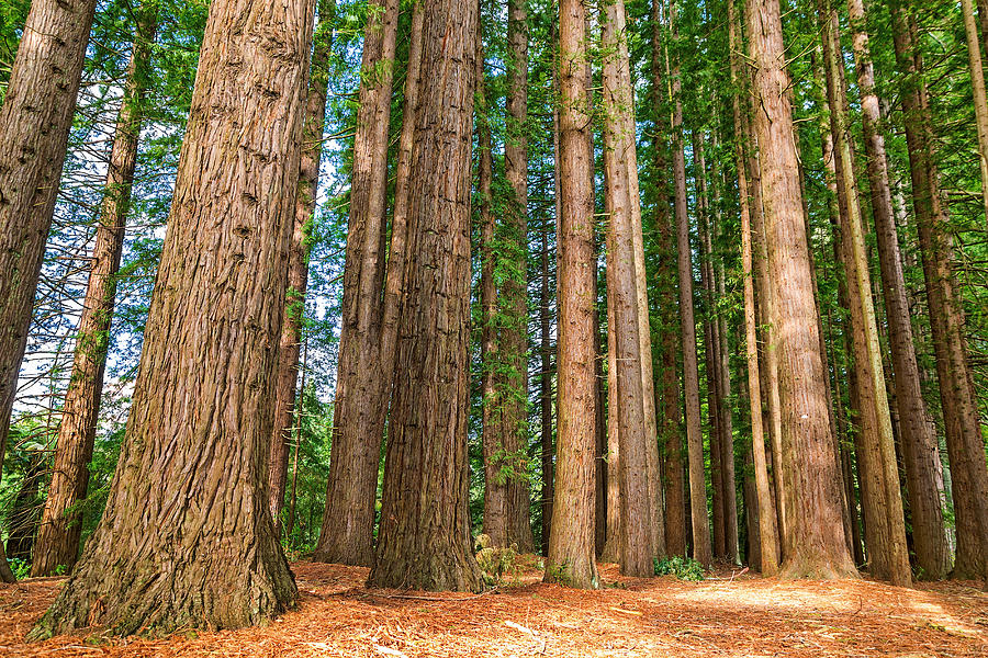 Redwood forest Photograph by Martin Capek