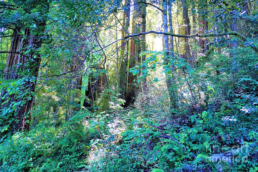 Redwood Forest Photograph by Merle Grenz