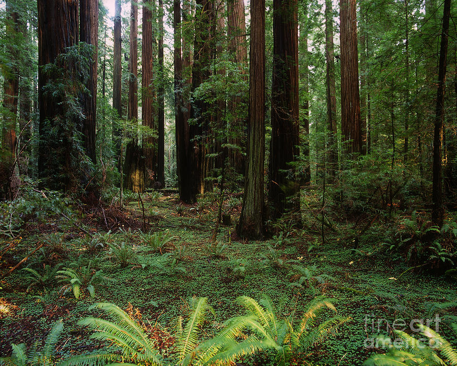 Redwood Forest of Huge Trees, Humboldt County Photograph by Wernher Krutein